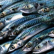 MacKerel