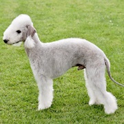 Bedlington Terrier