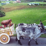 Oxherding and Oxcart Traditions, Costa Rica