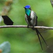 Racket Staart Kolibri