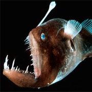 Angler Fish