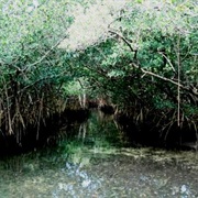 Bermuda's Mangrove Marshes