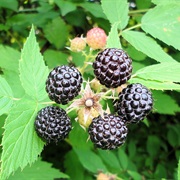 Wild Black Raspberry (Rubus Occidentalis)