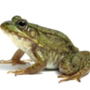 California: Any Frogs That Die in a Frog Jumping Contest You Can't Eat Them.