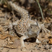Be'er Sheva Fringe-Fingered Lizard