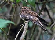 Swallowtailed Nightjar