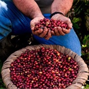 Learn About Growing, Harvesting & Roasting Coffee