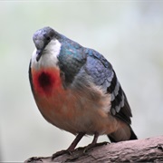Mindoro Bleeding-Heart
