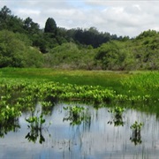 Ellicott Slough National Wildlife Refuge