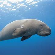 Dugong