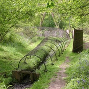 Boarstall Duck Decoy