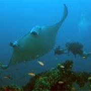 Manta Reef, Tofo, Mozambique