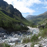 Fir of Hotova National Park, Albania