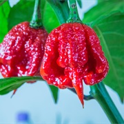 Trinidad Moruga Scorpion