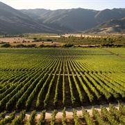 Wine Tasting in the Colchagua Valley