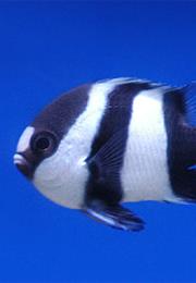 Damselfish
