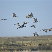Muleshoe National Wildlife Refuge