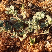Damascisa / Lotus Sweetjuice (Glinus Lotoides)