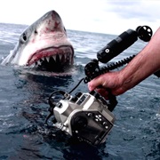 Visit Great White Sharks in the Neptune Islands, Australia