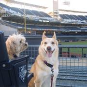 Named a Pet After a Padre