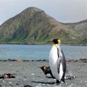 New Zealand Sub-Antarctic Islands
