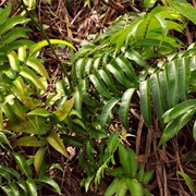 Dilimán (Stenochlaena Palustris)