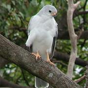 Mount MacKay National Park (QLD)