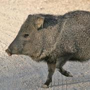 Peccary/Javelina