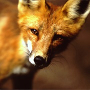 Isle Royale National Park