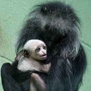 Monkey (King Colobus)