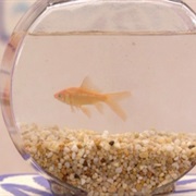 Dorothy (Sesame Street)