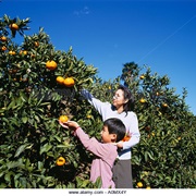 Pick Mandarin Oranges in Shizuoka