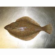 Yellowtail Flounder