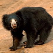 Indian Sloth Bear