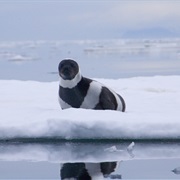 Ribbon Seal