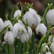 Snowdrop