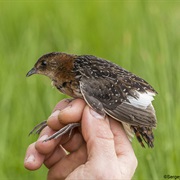 White-Winged Flufftail
