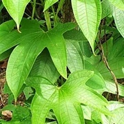 Indian Yam (Dioscorea Trifida)