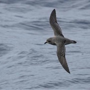 Least Concern Birds--Kerguelen Petrel