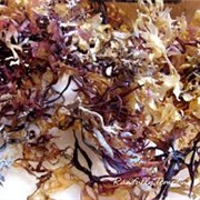 Carrageen Moss