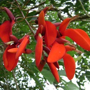 Purple Coraltree (Erythrina Fusca)