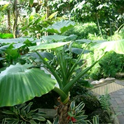 Night-Scented Lily (Alocasia Odora)