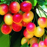 Rainier Cherry