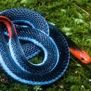 Blue Coral Snake