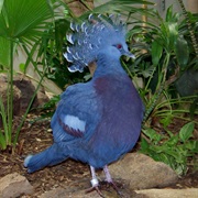 Victoria Crown Pigeon