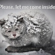 People Who Turn Their Cats Out in Bad Weather
