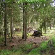 Belavezhskaya Pushcha National Park, Belarus