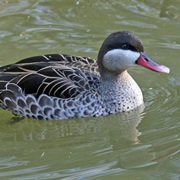 Red-Billed Teal