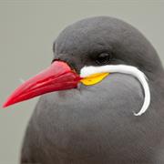 Inca Tern