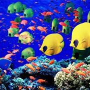 The Northern Red Sea